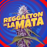 Reggaeton De La Mata