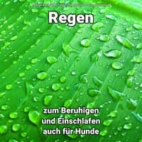 Regen zum Beruhigen und Einschlafen auch für Hunde