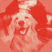 Music for Doggy Anxiety - Luxurious Acoustic Guitar