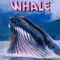 Whale