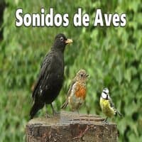 Sonidos de aves