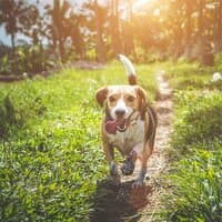 Paradise Sounds of Winter For Dogs | Mindful Living Music | Sleep