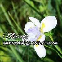 Melody Kembangku Ilang Madune