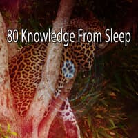 80 Knowledge from Sleep