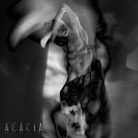 acacia