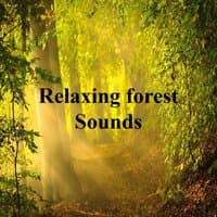 Relaxing forest sounds