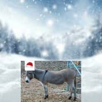 The Donks Save Christmas