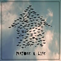 Nature & Life - Early Morning Birdsong, Deep Rest, New Age Music 2021