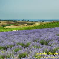 Lavender Garden