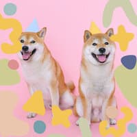 Jazz Quartet - Background for Cute Dogs