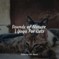 Sounds of Nature | Yoga For Cats