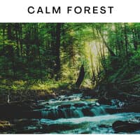 Calm Forest