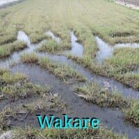 Wakare