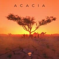 Acacia