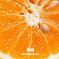 Orangenbaum