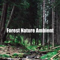 Forest Nature Ambient