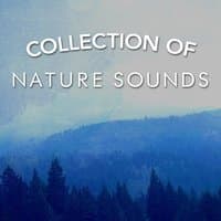 Collection of Nature Sounds