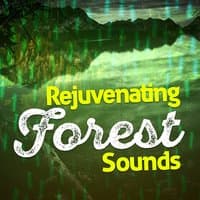 Rejuvenating Forest Sounds