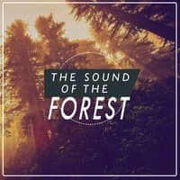 The Sound of the Forest