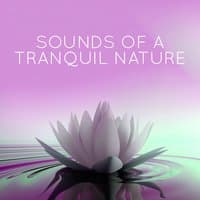 Sounds of Tranquil Nature