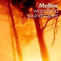 Mellow Woodland Soundscapes