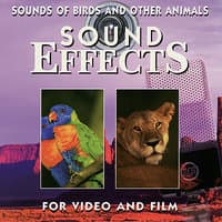 Sounds of Birds and Other Animals