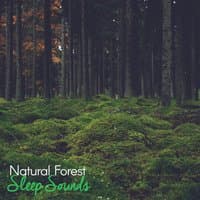 Natural Forest Sleep Sounds