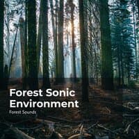 Forest Sonic Environment