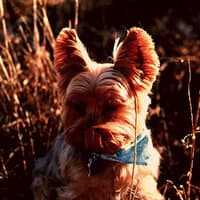 Fashionable Jazz Trio - Background for Calm Puppies