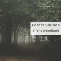 Silent Woodland