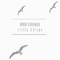 Little Chirps