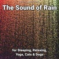 The Sound of Rain for Sleeping, Relaxing, Yoga, Cats & Dogs