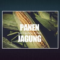 Panen Jagung