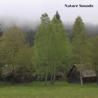 Nature Sounds Sleep Music, Session 5