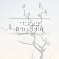 Birds Chirping