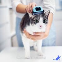 Calming Music for Cats, Reduce Anxiety During Grooming