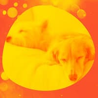 Music for Doggy Naptime