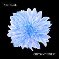 Chrysanthème V1