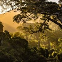 Melodías Naturales de Primavera Para Calma y Vibraciones