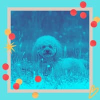 Acoustic Guitar Solo - Music for Dog Walking