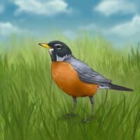 American Robin