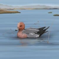 Eurasian Wigeon