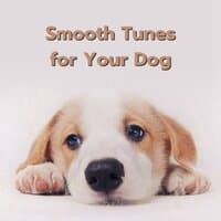 Smooth Tunes for Your Dog