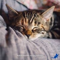 Calming Music for Cats, Reduce Anxiety During Sickness