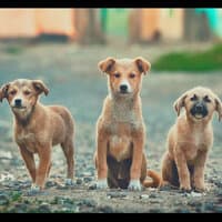 Jazz Trio - Background for Dogs