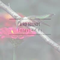 Forest Birds