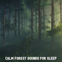 Calm Forest Sounds for Sleep