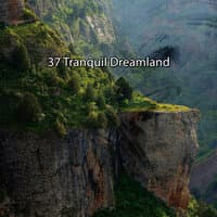 37 Tranquil Dreamland