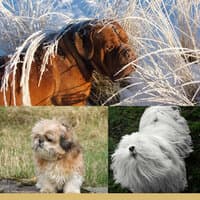 Music for Cutest Dogs - Cultivated Chill Out