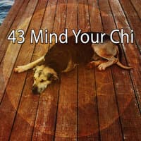 43 Mind Your Chi